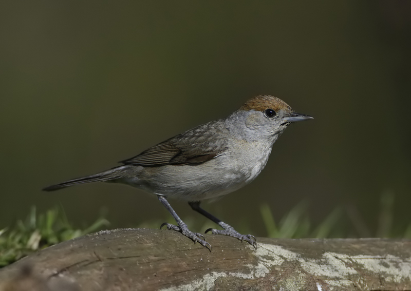 139-  zwartkop wijfje.jpg
